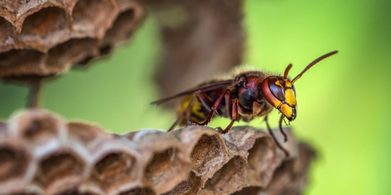 Wespenbestrijding: zo werkt het!